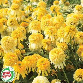 Lemon Drop Coneflower Thumbnail